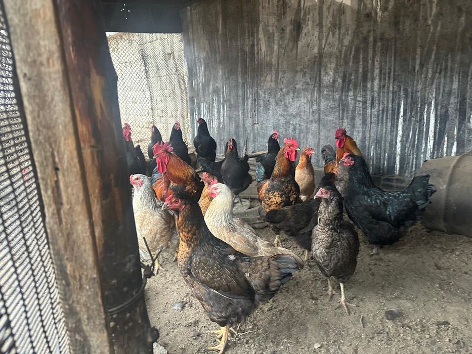 Тауық қораздар сатылады Продам петухов и кур