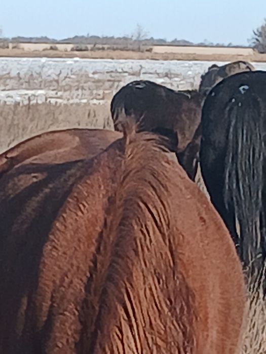 Продам кобылу на согым.