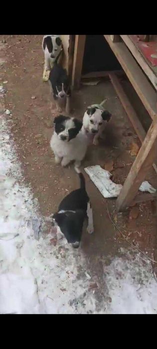 Щенки бесплатно Алматы