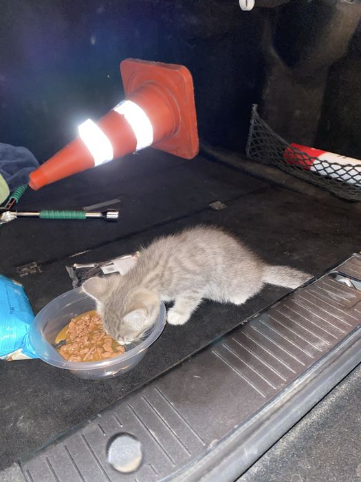 Отдам котенка в добрые руки