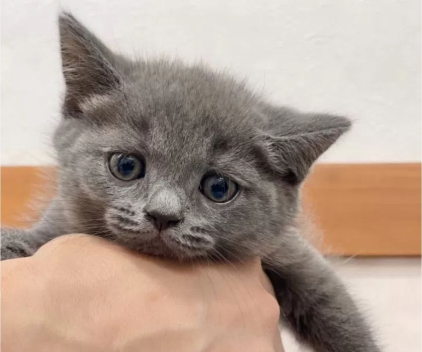 Котята мальчики и девочки, 1.5  мес