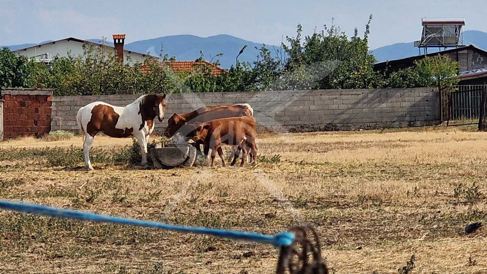 Ферма с 8дка парцел в Дълбок Извор 68932