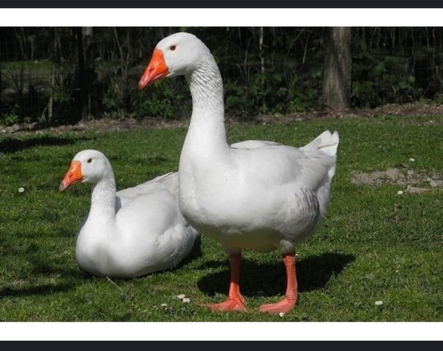 Индоутка гоз курка утка таёрлаб йитказиб берамиз