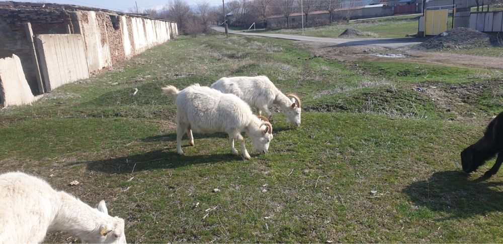 Сауынды сүтті парода ешкі сатылады. Әртүрлі пародалар бар