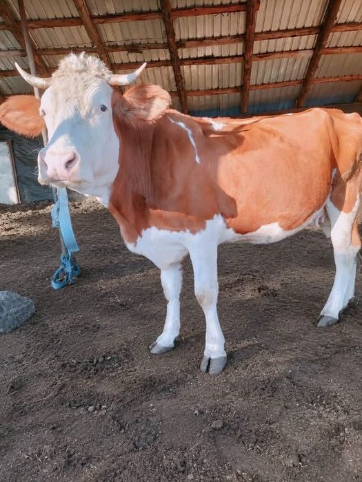 Vaca de vanzare