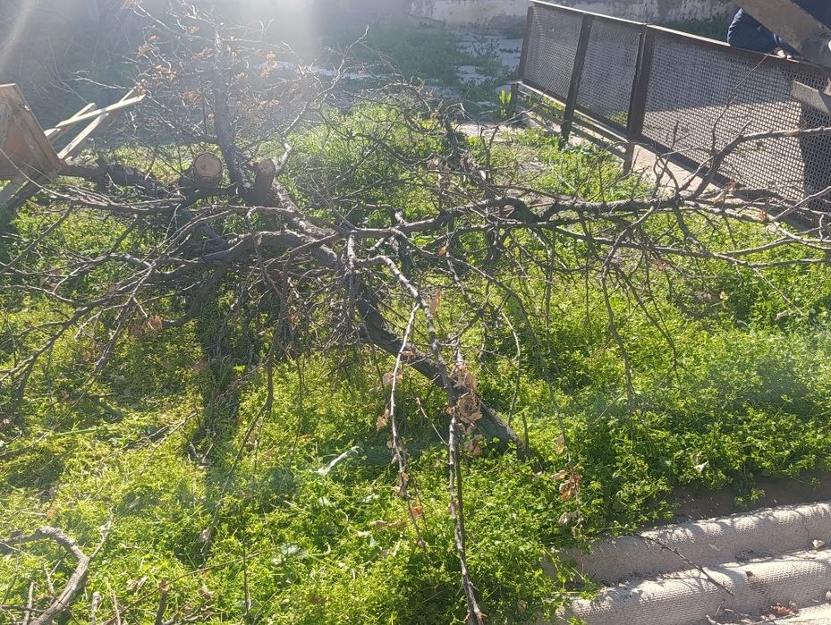 Дерево бесплатно