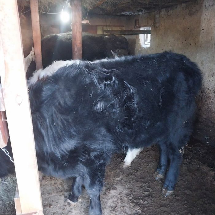 Ангус 1 жасар кашар сатылады