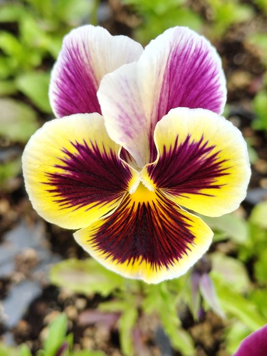 Продавам теменужки