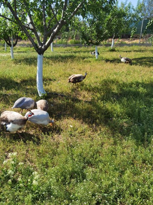 Ouă de bibilica de vânzare