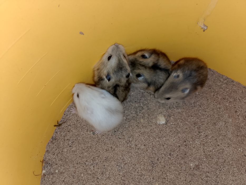 Джунгарский хомяк