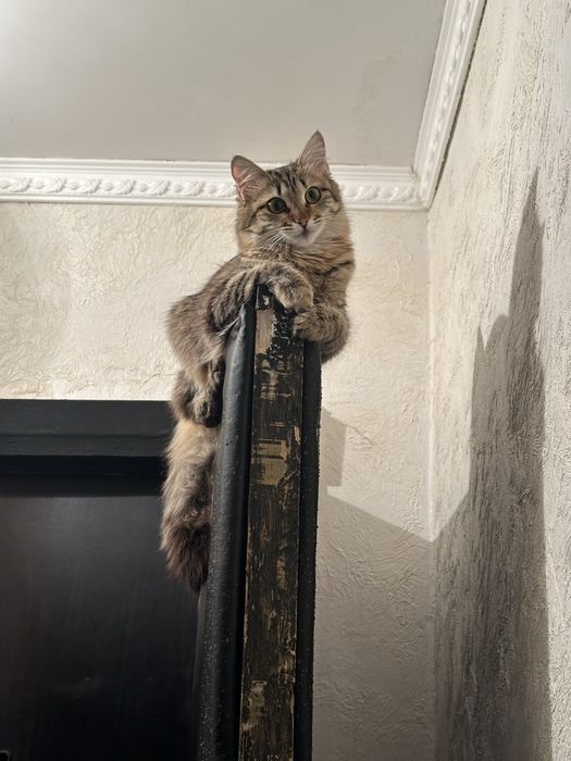 Кошка ищет себе кота!