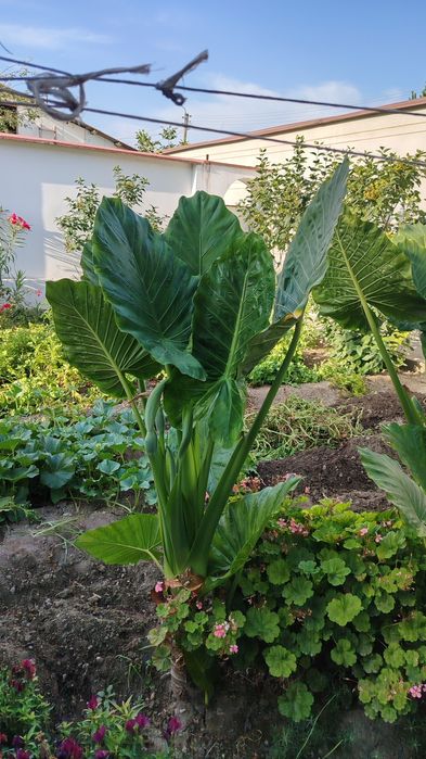 Yirik Alocasia ("Fil qulog'i") O'simliklari
