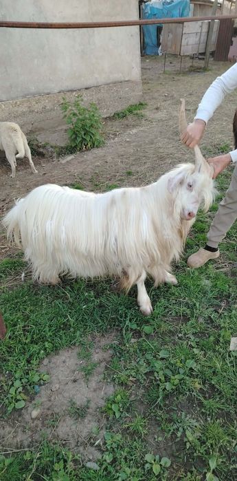 Vând țap  vârstă 2 ani