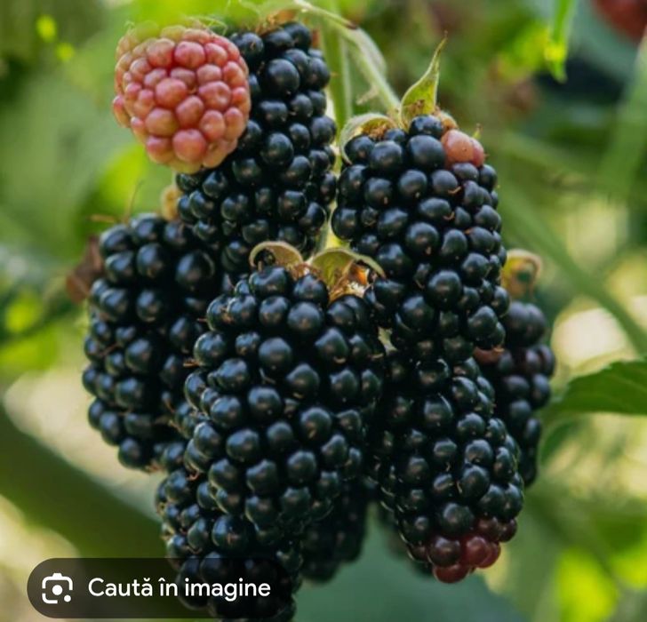 Butași mure Tornfree fara spini