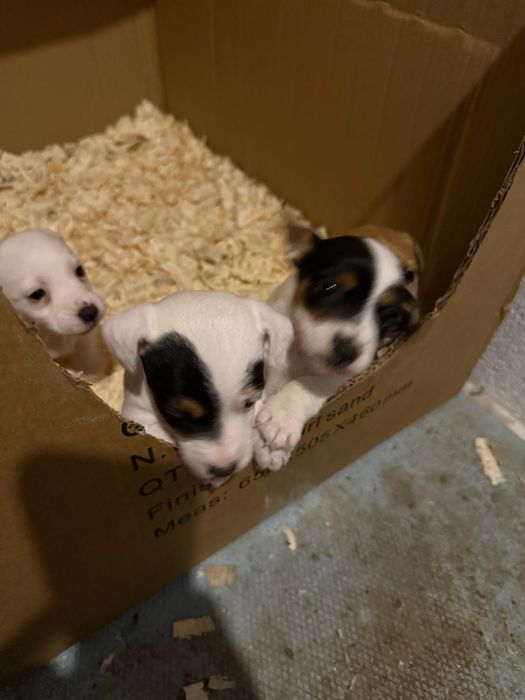 Джак Ръсел териер