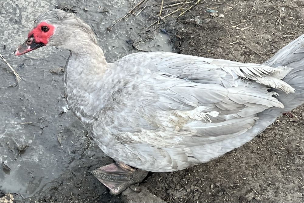 Селезни  лаванда