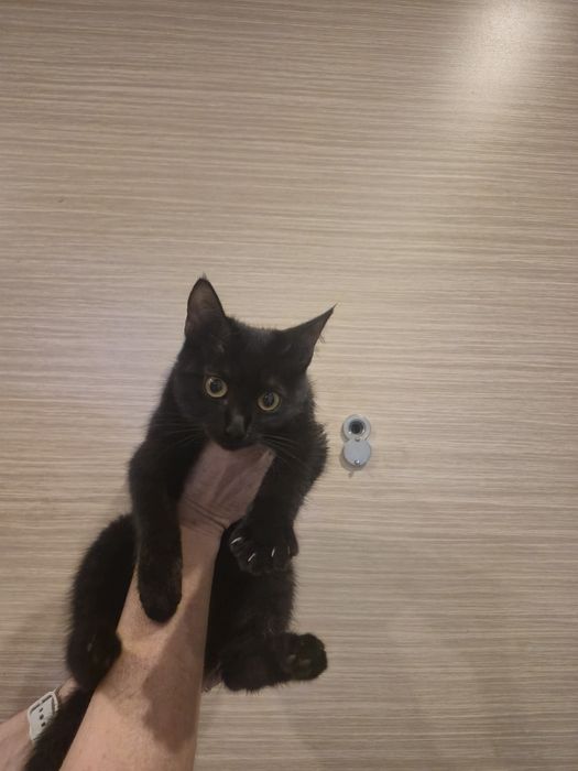 Уличная кошечка клякса