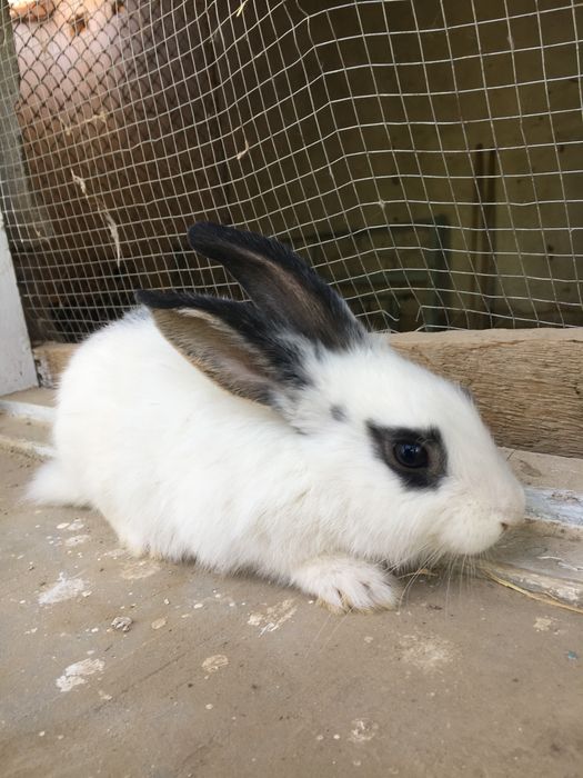 Зотли куёнлар сотилади