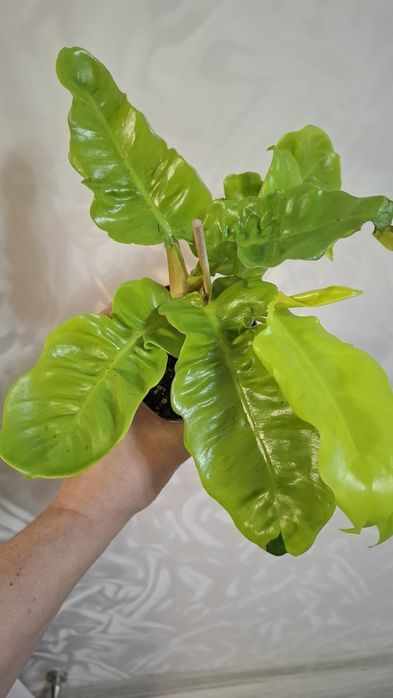 Продам Комнатные цветы