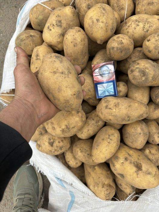 Картофель Гала обьем товарка