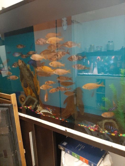 Vând pești de acvariu