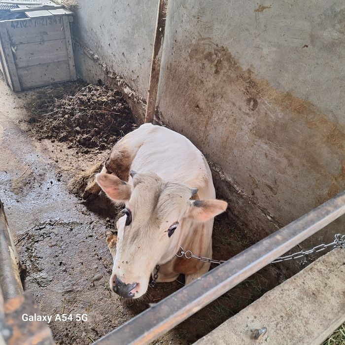 Buqa sotiladi . Xokiz.