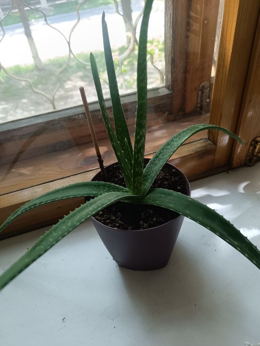 Продам алое-вера 2 года