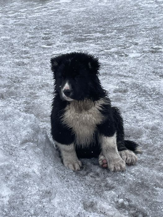 Питомник предлагает к продаже щенков Волкодава