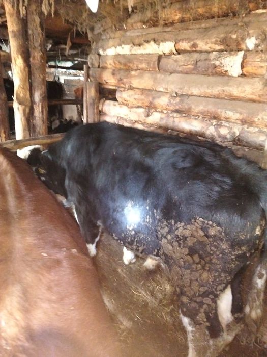 Продам  5 быков и одну телочку