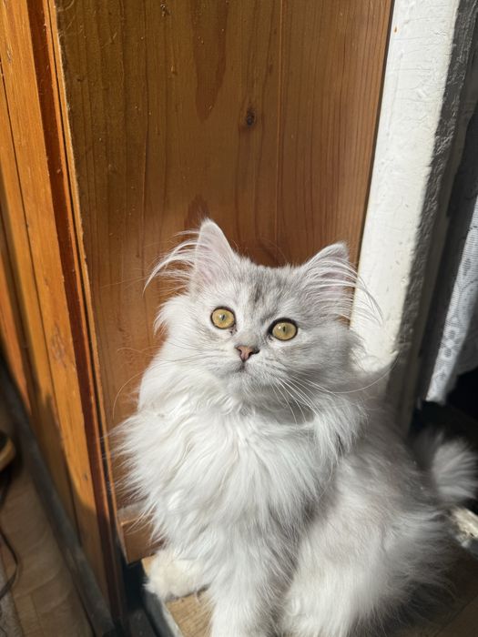 Британска дългокосместна сребърна чинчила