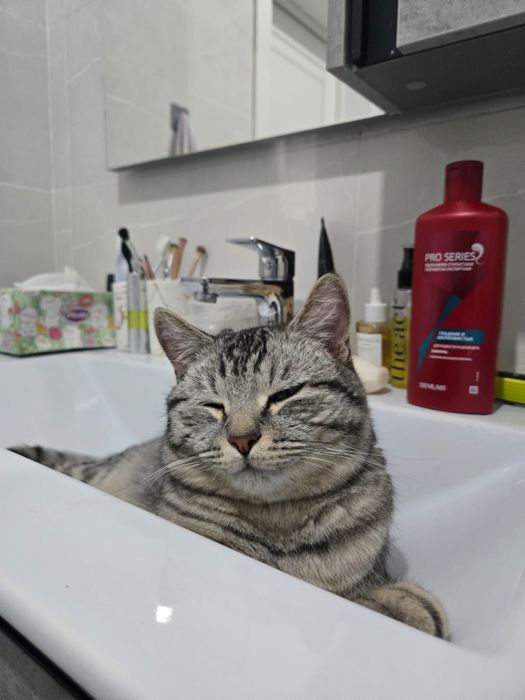 Британский котик в добрые руки