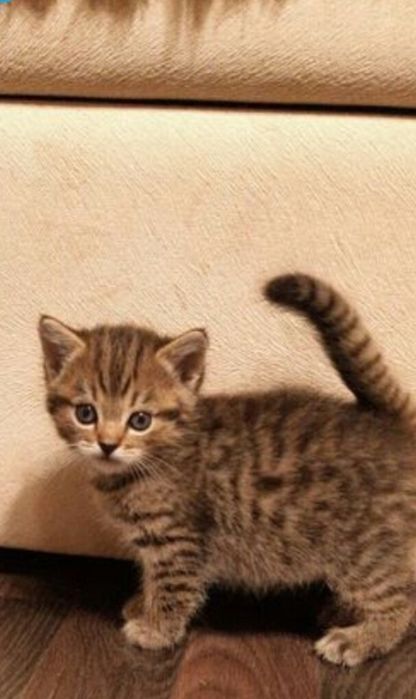 Британские котята 1.5 мес к лотку приучены, кушают корма, ласковые