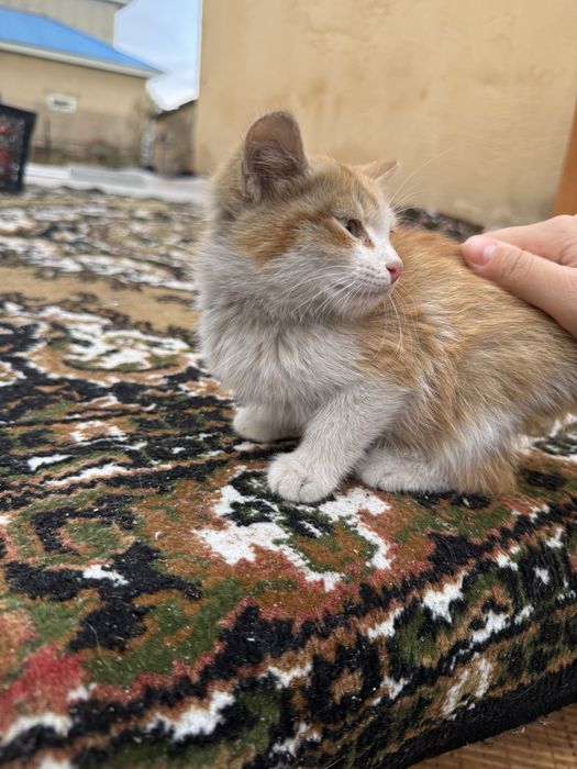 милые котята.