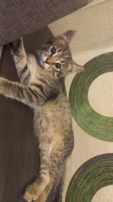 Отдам котёнка в добрые руки