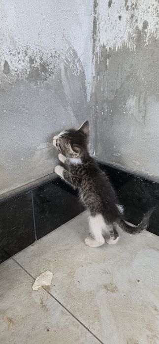 Мушукчалар кораси хам бор