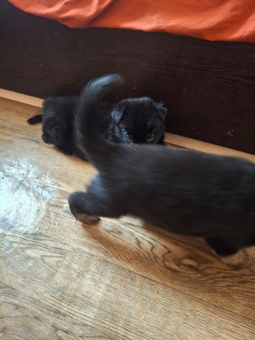 Немецкие овчарки