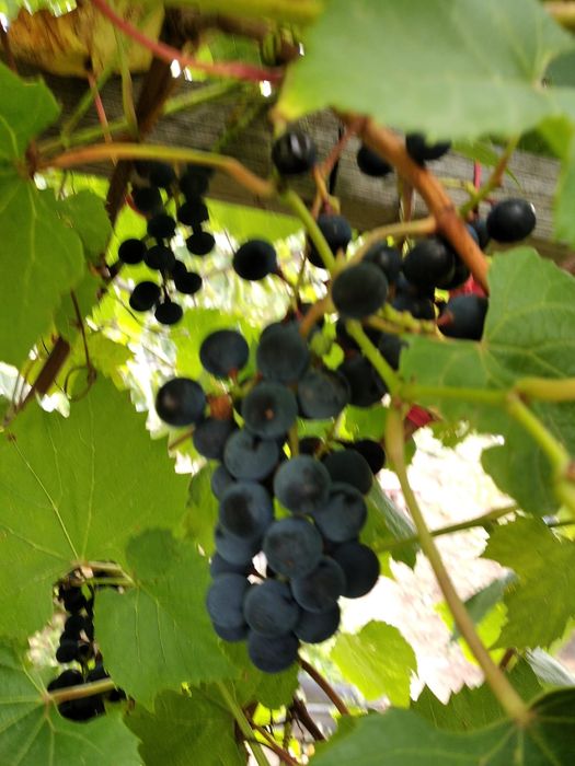 Продам дачу Тимирязева