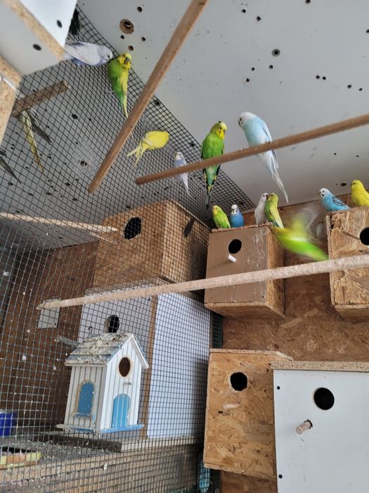 Papagali peruși diferite culori