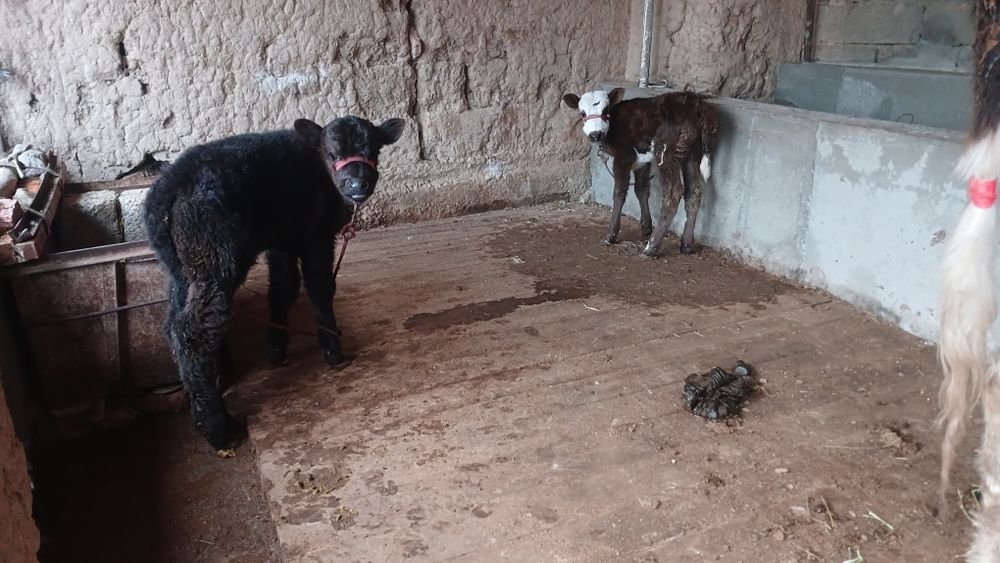 Бұзпулы сиыр сатылады туркестан