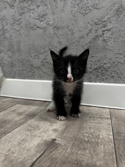 Отдам котят в добрые и заботливые руки