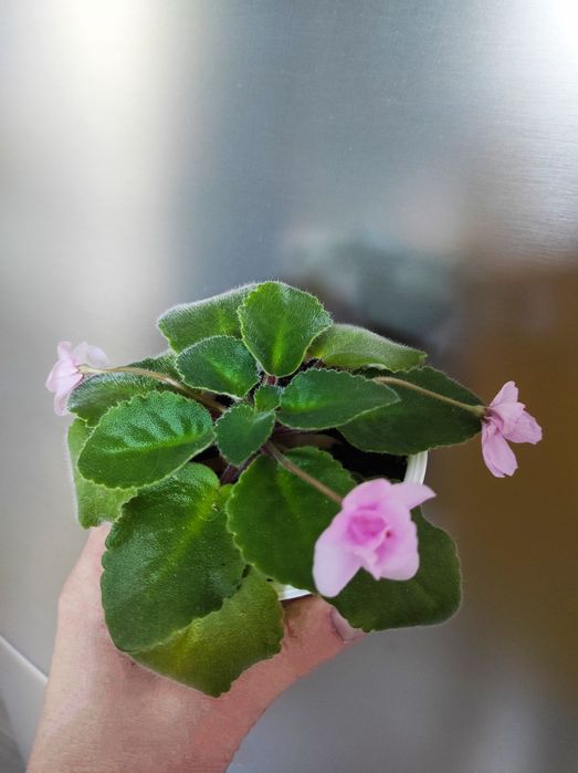 Фиалка молодая продам