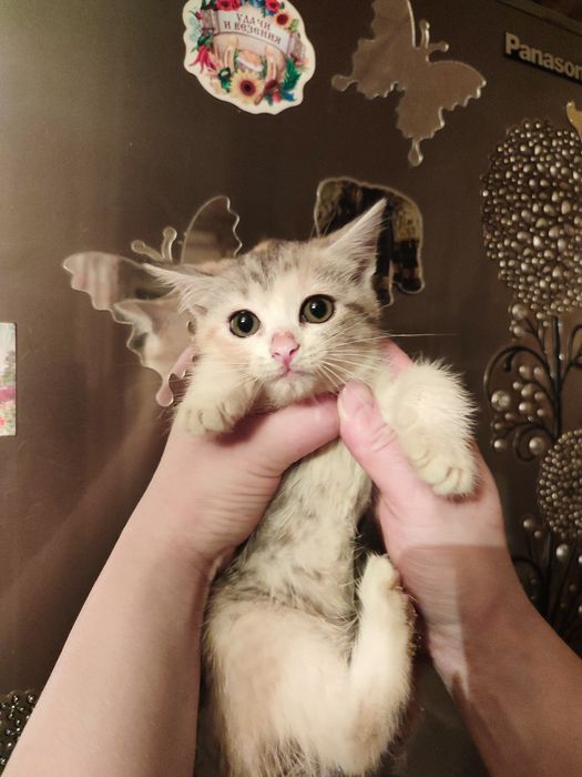 Котята метисы короткошёрстные