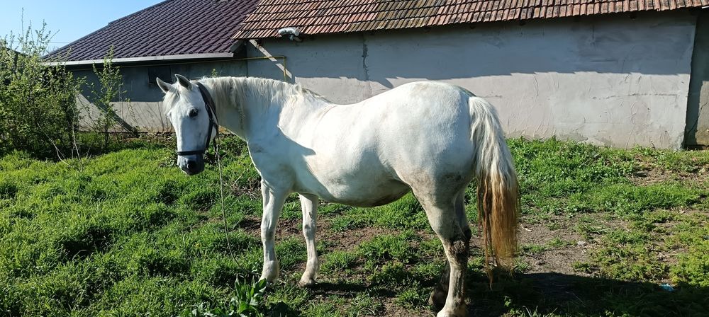Iapă de Vânzare Tăbărăști comuna Gălbinași Buzău
