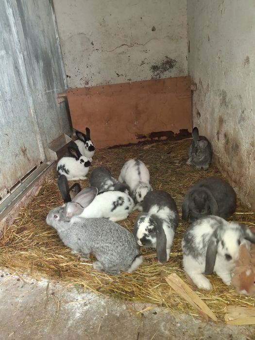Vănd iepurași 3 rase diferite