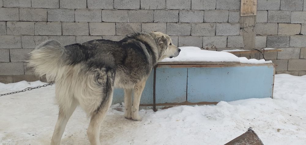 Обмен жасалмайды..