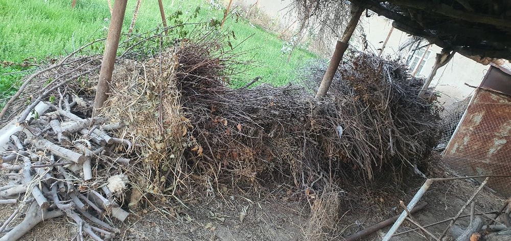 Mevali daraxtlar shoxlari sotiladi