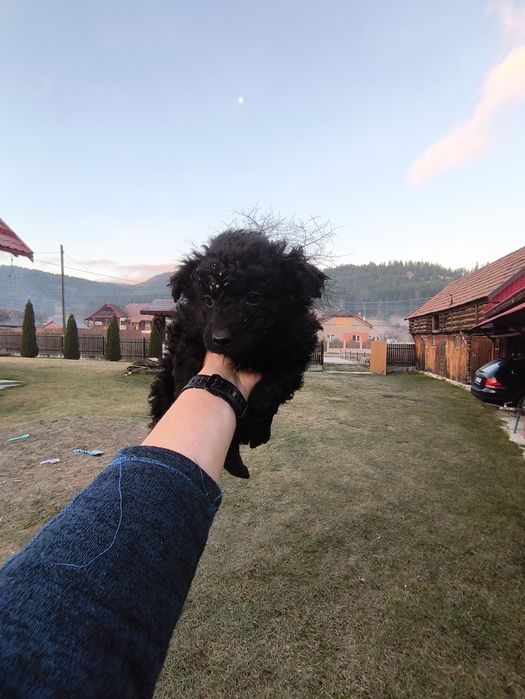 Căței de întors rasa MUDI