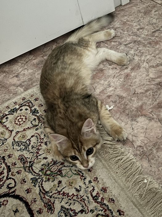 Отдам котенка в добрые руки