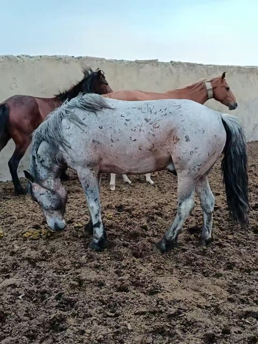 Айғыр сатлады Поло тяж!