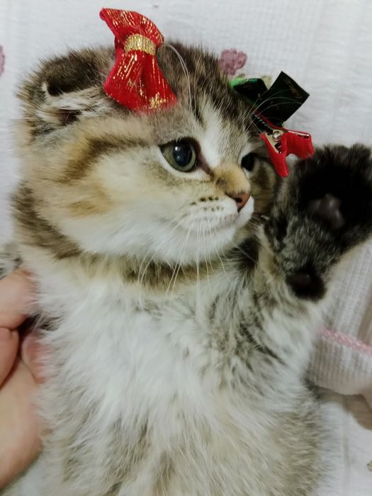 Роскошная Вислоухая девочка